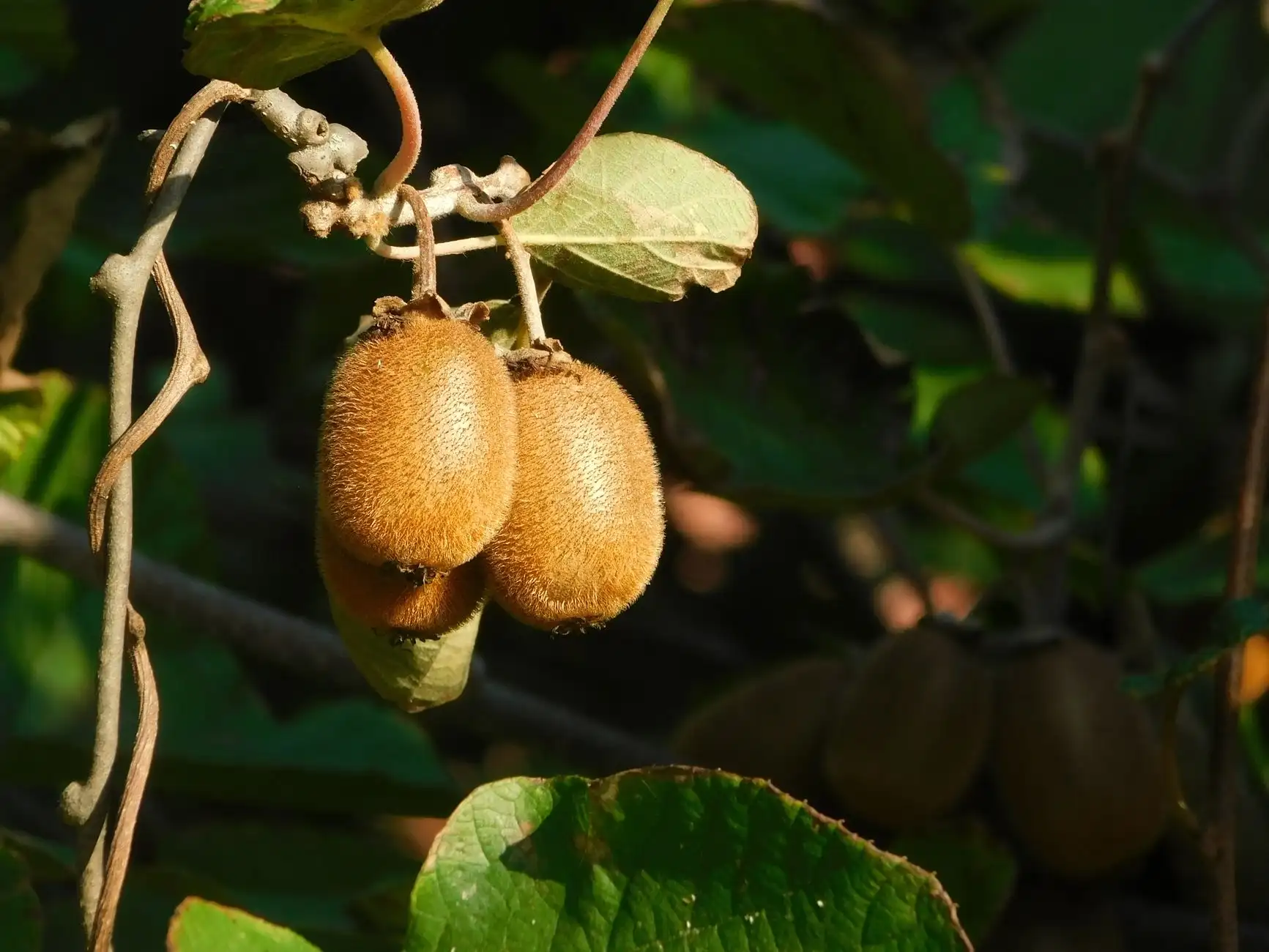 档案管理软件光盘与电子档案软件功能对比分析